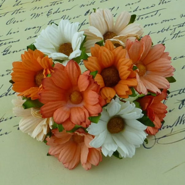 Krizanteme, mix bela/oranžna